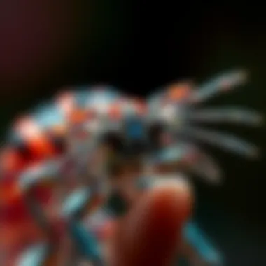 Magnificent Tri Versicolor: An In-Depth Examination of a Unique Species Magnificent Tri Versicolor: An In-Depth Examination of a Unique Species