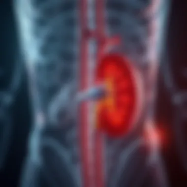 Illustration of renal anatomy highlighting functions