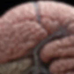 Detailed illustration of the brain regions mapped in the Allen Brain Map