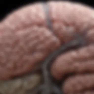 Detailed illustration of the brain regions mapped in the Allen Brain Map