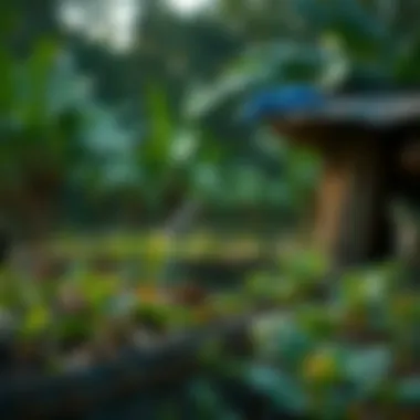 Sustainable agriculture practices in the Amazon