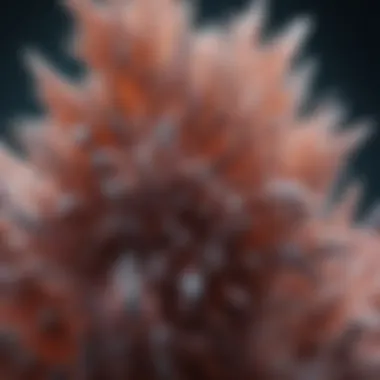 Microscopic View of Ammonium Iodide Crystals Crystalline structure of ammonium iodide under a microscope