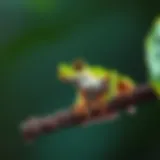 The Green Tree Frog: A Symbol of Australian Wetlands A vibrant green tree frog resting on a branch