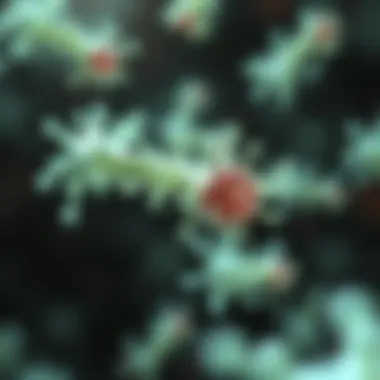 Visual representation of beneficial bacteria in the urinary tract, showcasing their role in health