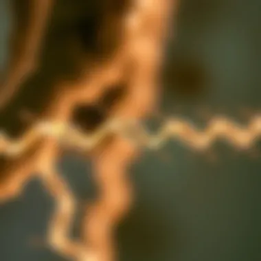 Diagram illustrating the significance of free light chains