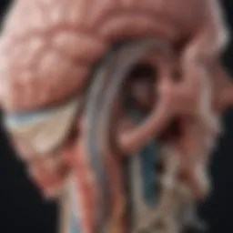 Illustration of the cerebral capsule's anatomical structure