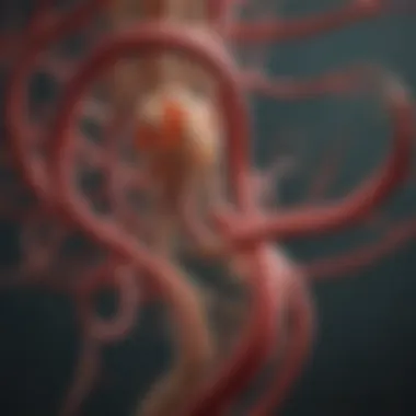 Diagram depicting biochemical mechanisms of circulation enhancement