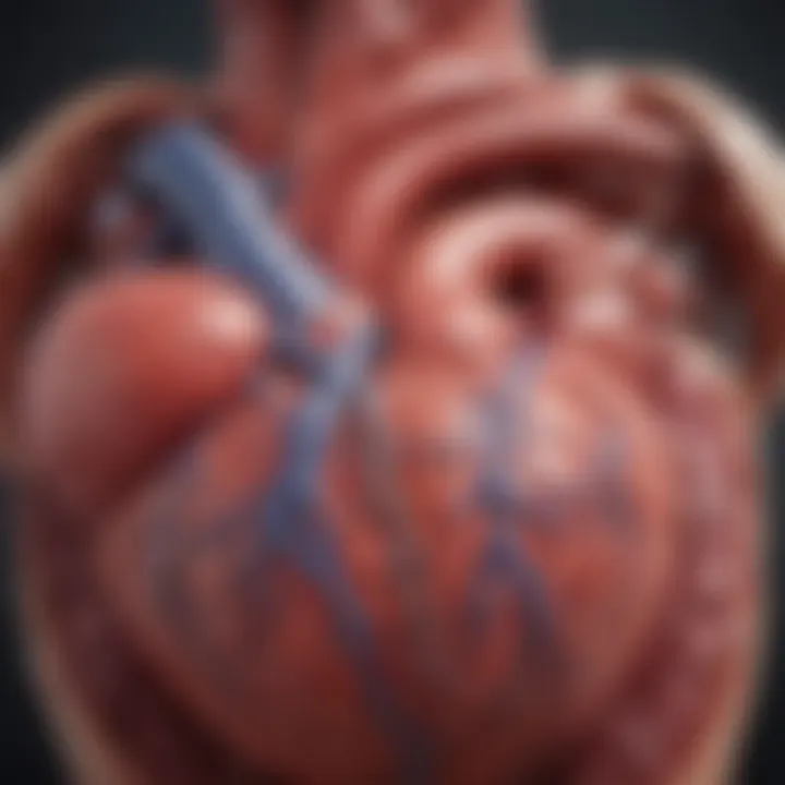 An illustration depicting the heart's anatomy in chronic heart failure.