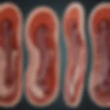 Illustration depicting the stages of chronic kidney disease progression