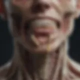 Anatomical representation of bone infection