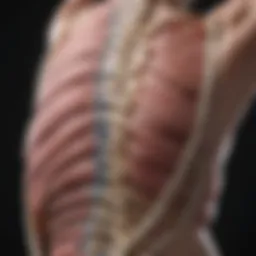 Illustration depicting the thoracic spine with highlighted areas of compression