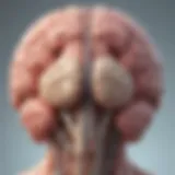 Illustration depicting the anatomical structure of the forebrain