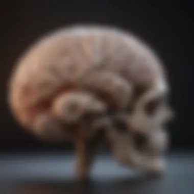 Cognitive Functions of the Forebrain Visualization of cognitive functions associated with the forebrain