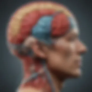 Emotional Regulation in the Forebrain Diagram illustrating emotional regulation pathways in the forebrain