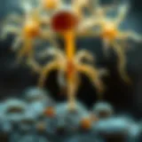 Visual representation of Candida species