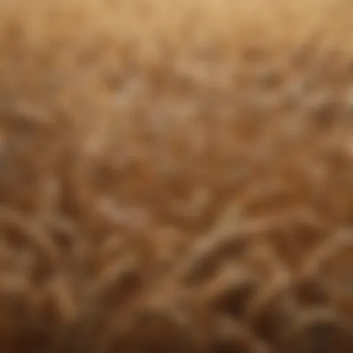 A variety of wheat grains showcasing diversity