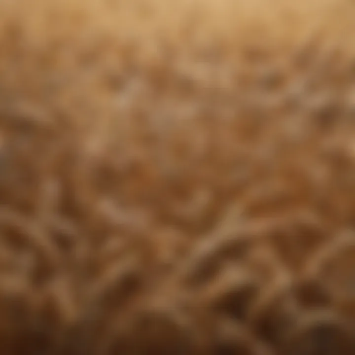 A variety of wheat grains showcasing diversity