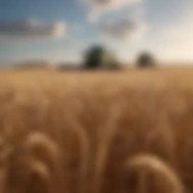 Wheat Production in Various Climatic Conditions A lush wheat field under different climatic conditions