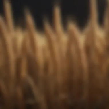 Distinct Characteristics of Wheat Heads Close-up of wheat heads highlighting different characteristics