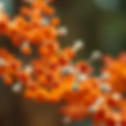 Curcuminoids molecular structure