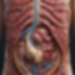 Diagram illustrating the anatomy of the pancreas