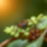 Close-up view of a deer tick resting on foliage