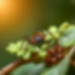 Close-up view of a deer tick resting on foliage