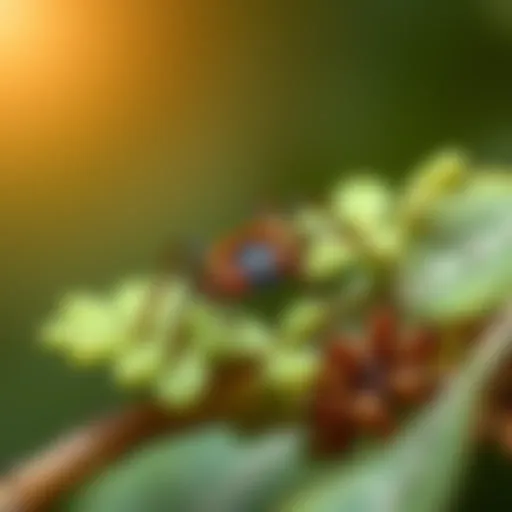 Close-up view of a deer tick resting on foliage