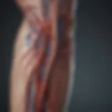 Anatomical diagram showing arteries and veins in the arm