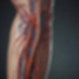 Anatomical diagram showing arteries and veins in the arm