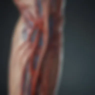 Anatomy of the Arm and Blood Vessels Anatomical diagram showing arteries and veins in the arm