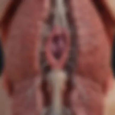 Diagram illustrating differential diagnosis of echogenic liver lesions