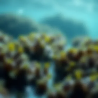 Environmental Benefits of Marine Algae Conceptual image depicting the environmental benefits of marine algae