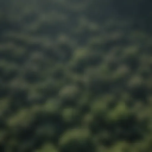 Aerial view of dense tropical rainforest canopy