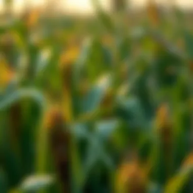 Factors Influencing Corn Yield Graph showing factors influencing corn yield