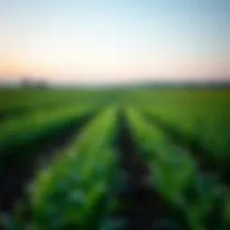 An expansive field representing diverse crop management practices.