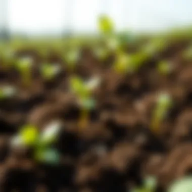 Indicators of Soil Health A close-up view of soil health indicators and their importance.