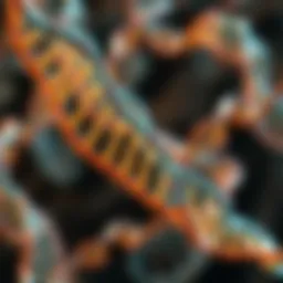 Genetic diagram illustrating autosomal recessive inheritance patterns