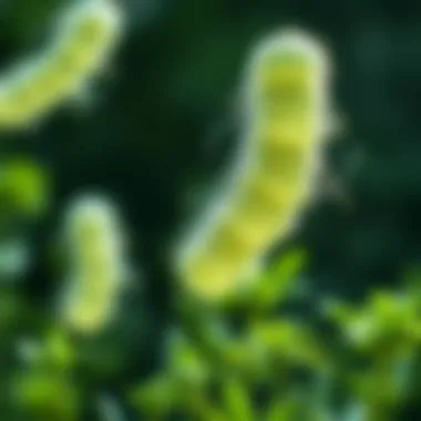 Health Benefits of Bifidobacterium pseudocatenulatum Infographic highlighting the health benefits of Bifidobacterium pseudocatenulatum