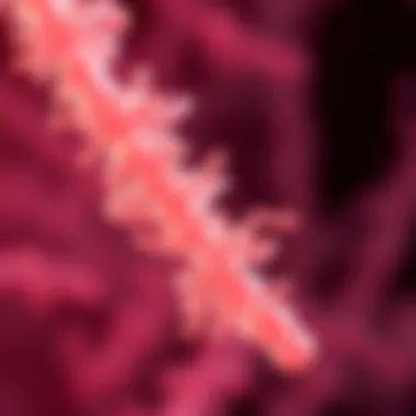 Potential Therapeutic Applications of Bifidobacterium pseudocatenulatum Visual representation of potential therapeutic applications of Bifidobacterium pseudocatenulatum