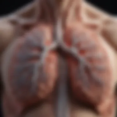 Lung Structure Affected by Emphysema Illustration of lung structure affected by emphysema