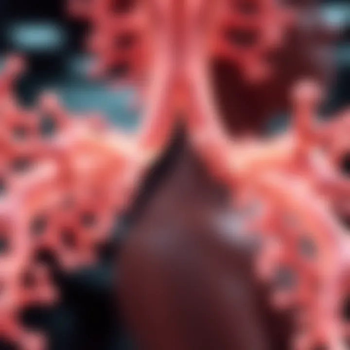 Biochemical Pathways of Endothelin Receptors Diagram showing biochemical pathways influenced by endothelin receptors