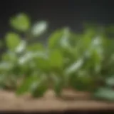 Fresh Gymnema Sylvestre leaves