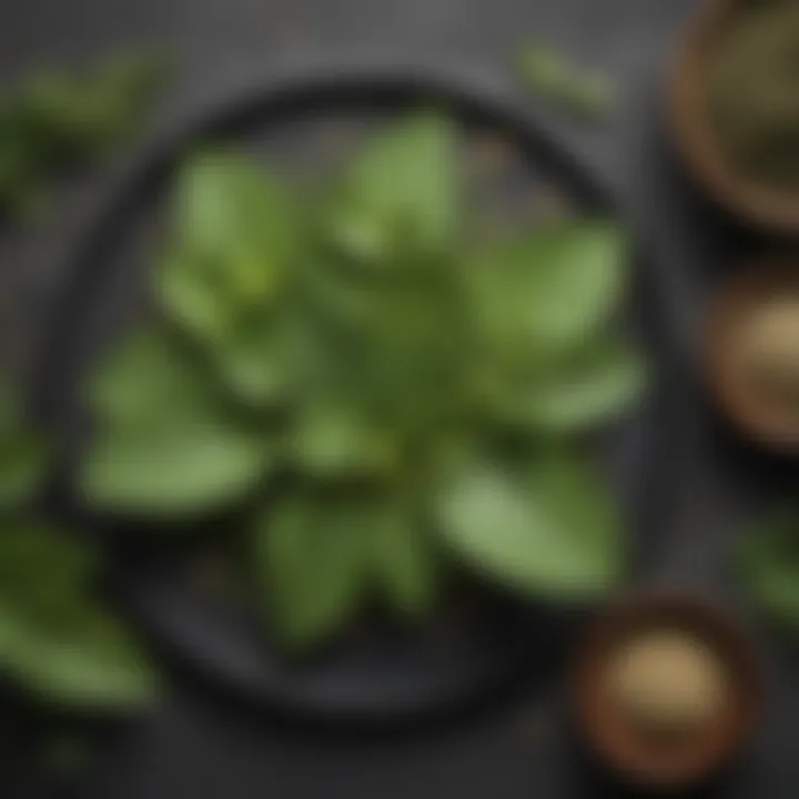 Infographic on health benefits of Gymnema Sylvestre