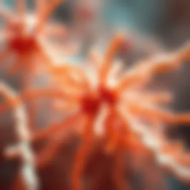 Chromatin Fiber Organization Chromatin fiber organization