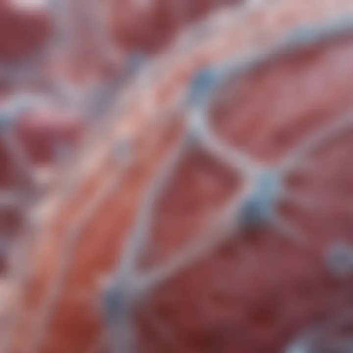 Synthesis of hyaluronic acid in joint tissues