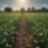 A lush green field showcasing healthy crops thriving without phosphorus fertilizer