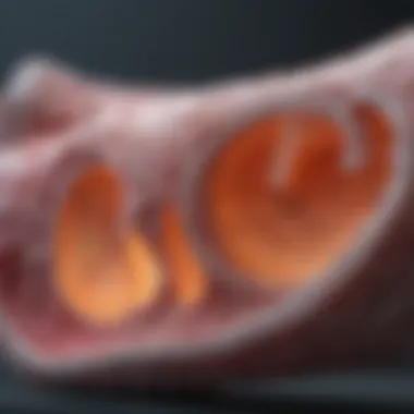 Visualization of B-mode ultrasound displaying tissue structures.