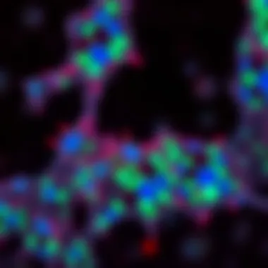 Microscopic Immunofluorescence of Cellular Structures Microscopic view of immunofluorescence showing cellular structures