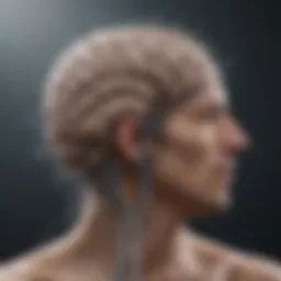 Brain connectivity illustration